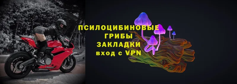 Псилоцибиновые грибы Psilocybe Лянтор